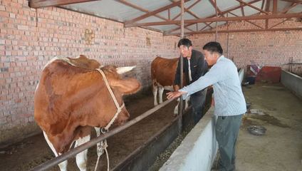 哈巴河 振興鄉(xiāng)村'牛'經(jīng)濟 奶牛養(yǎng)出好'錢'景