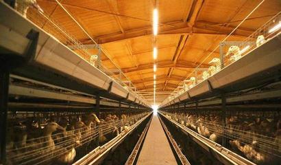 華英農(nóng)業(yè)榮獲首批國(guó)家級(jí)農(nóng)業(yè)高質(zhì)量發(fā)展標(biāo)準(zhǔn)化示范基地稱號(hào)，畜牧漁業(yè)飼料銷售邁向新篇章